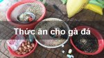 cach-tron-thuc-an-cho-ga.jpg